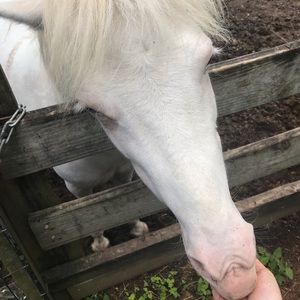 Meet your Posher, Nayal